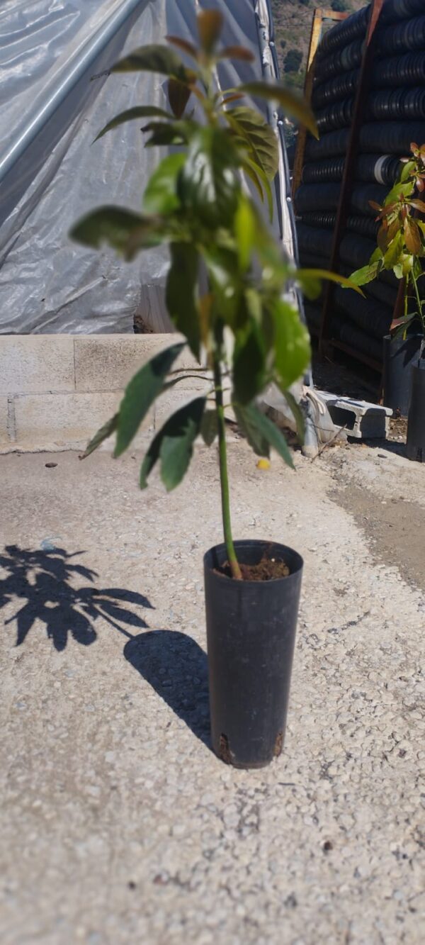 Aguacate Fuerte - Imagen 2
