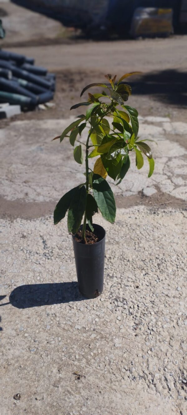 Aguacate Zutano - Imagen 2