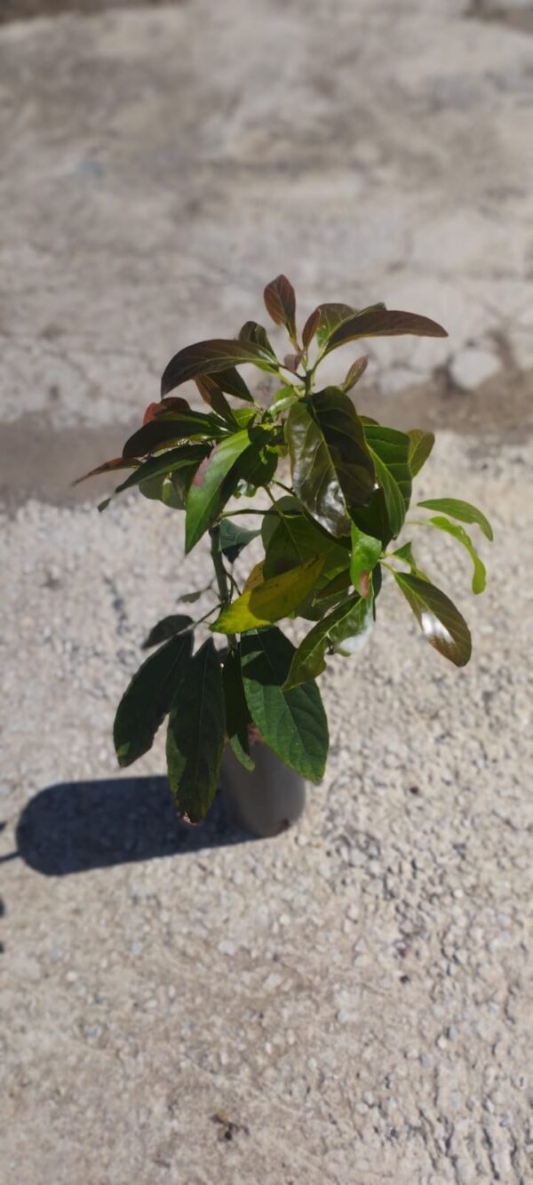 Aguacate Zutano - Imagen 3