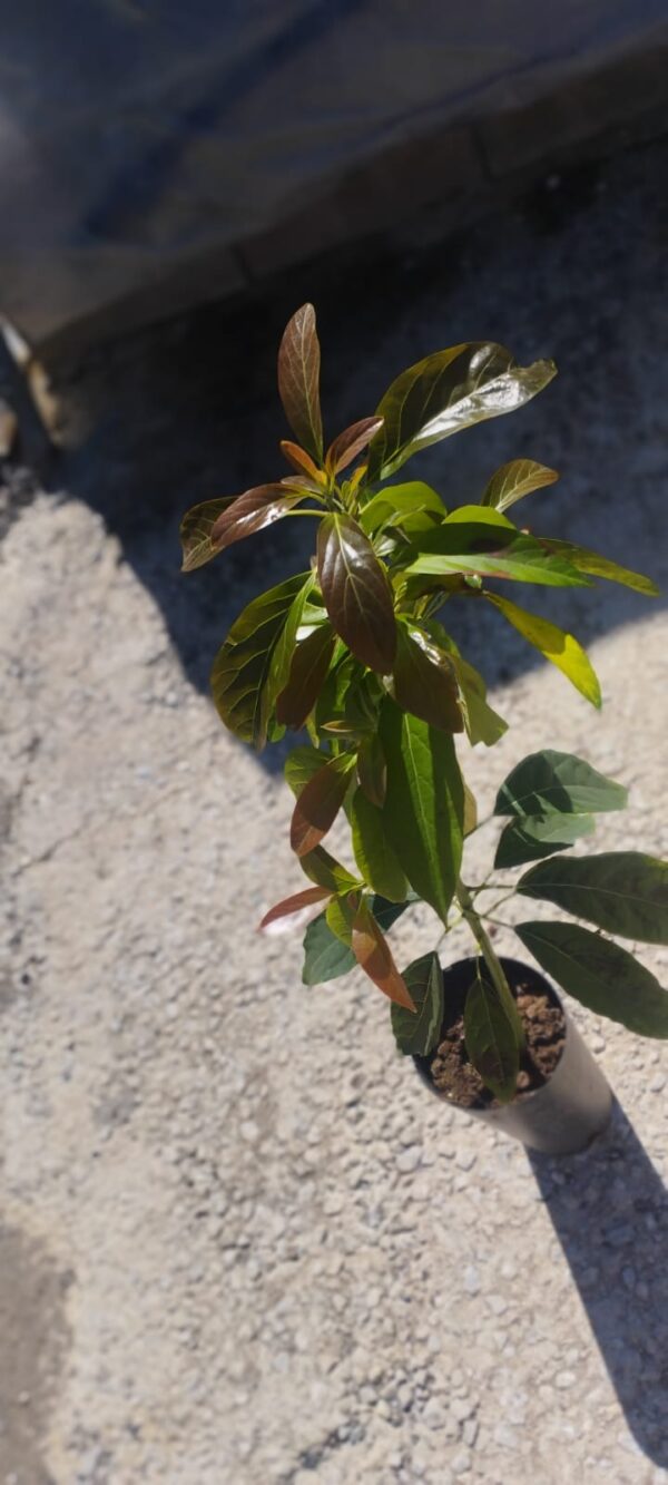 Aguacate Zutano