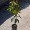 Aguacate Reed - Imagen 2