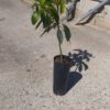 Aguacate Reed - Imagen 3