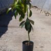 Aguacate Hass - Imagen 2