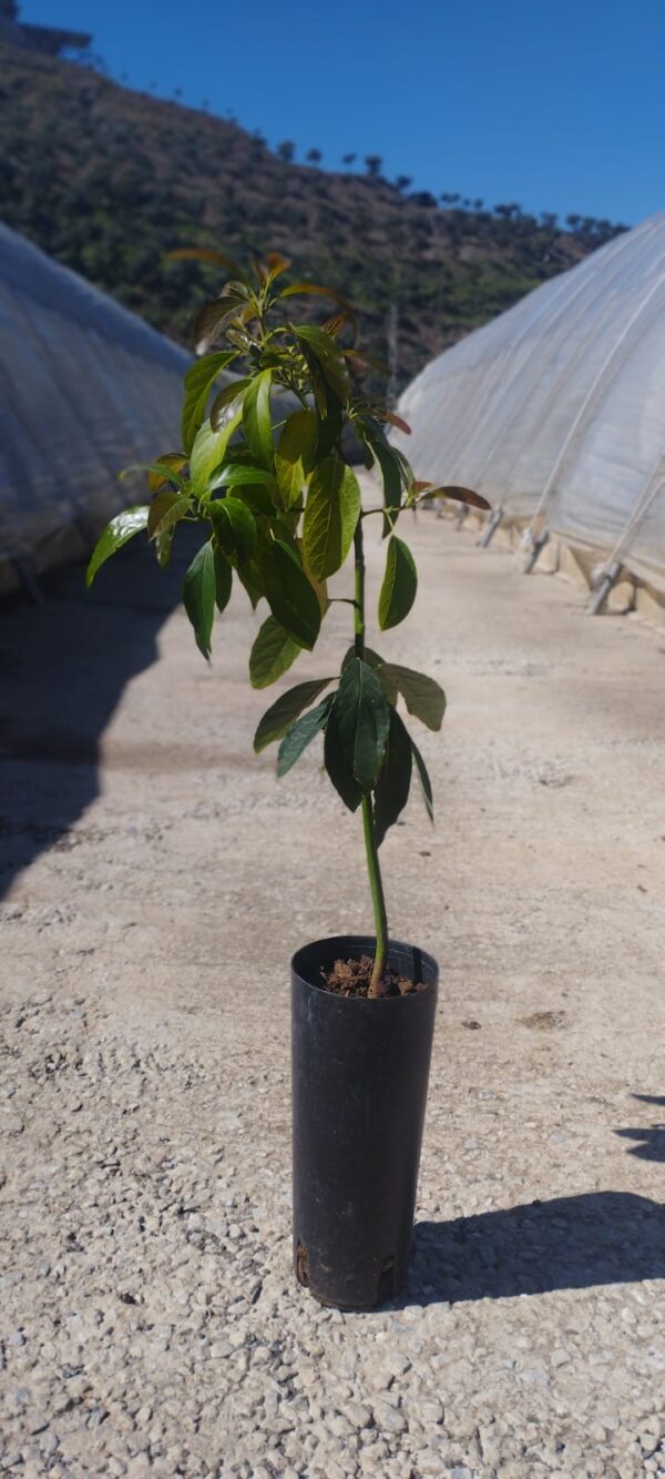 Aguacate Hass - Imagen 2