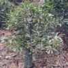 Aguacate Hass - Imagen 5