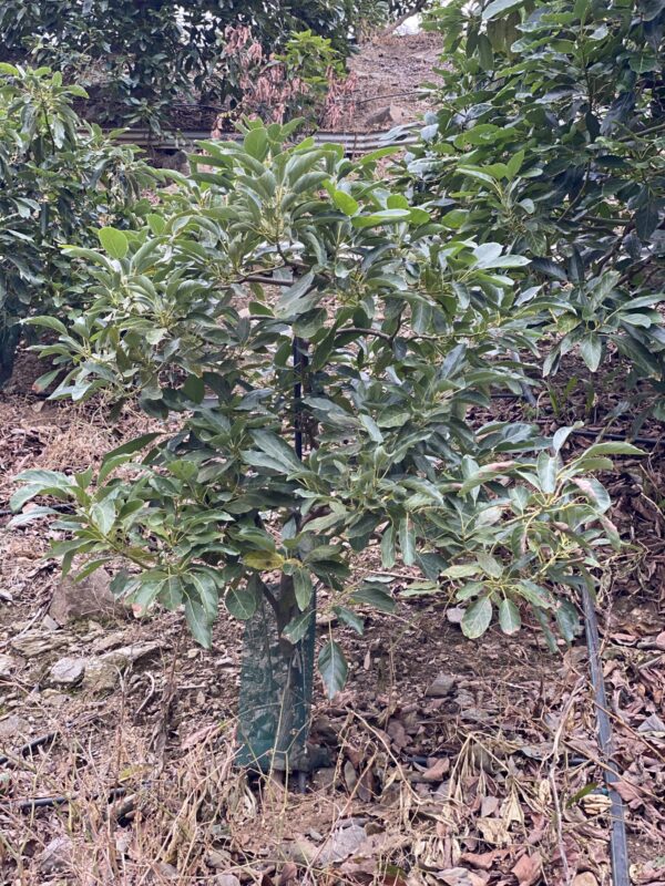 Aguacate Hass - Imagen 5
