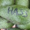 Aguacate Hass - Imagen 4