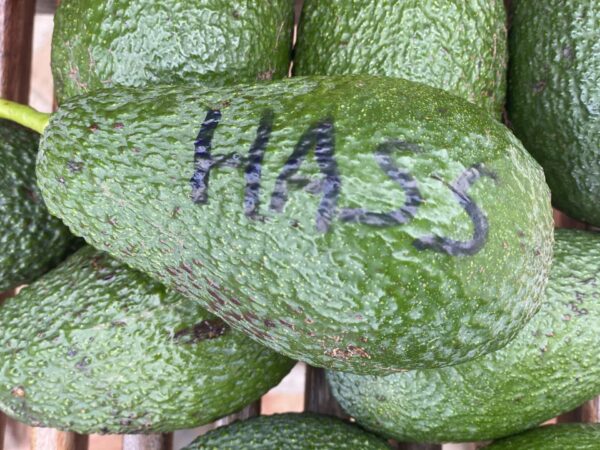 Aguacate Hass - Imagen 4